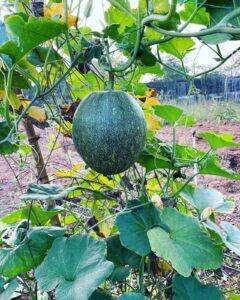 Farming near Mumbai & Thane
