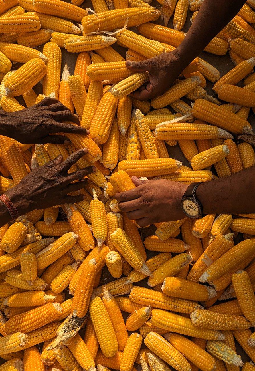 Farrm-to-table_Corn.jpg