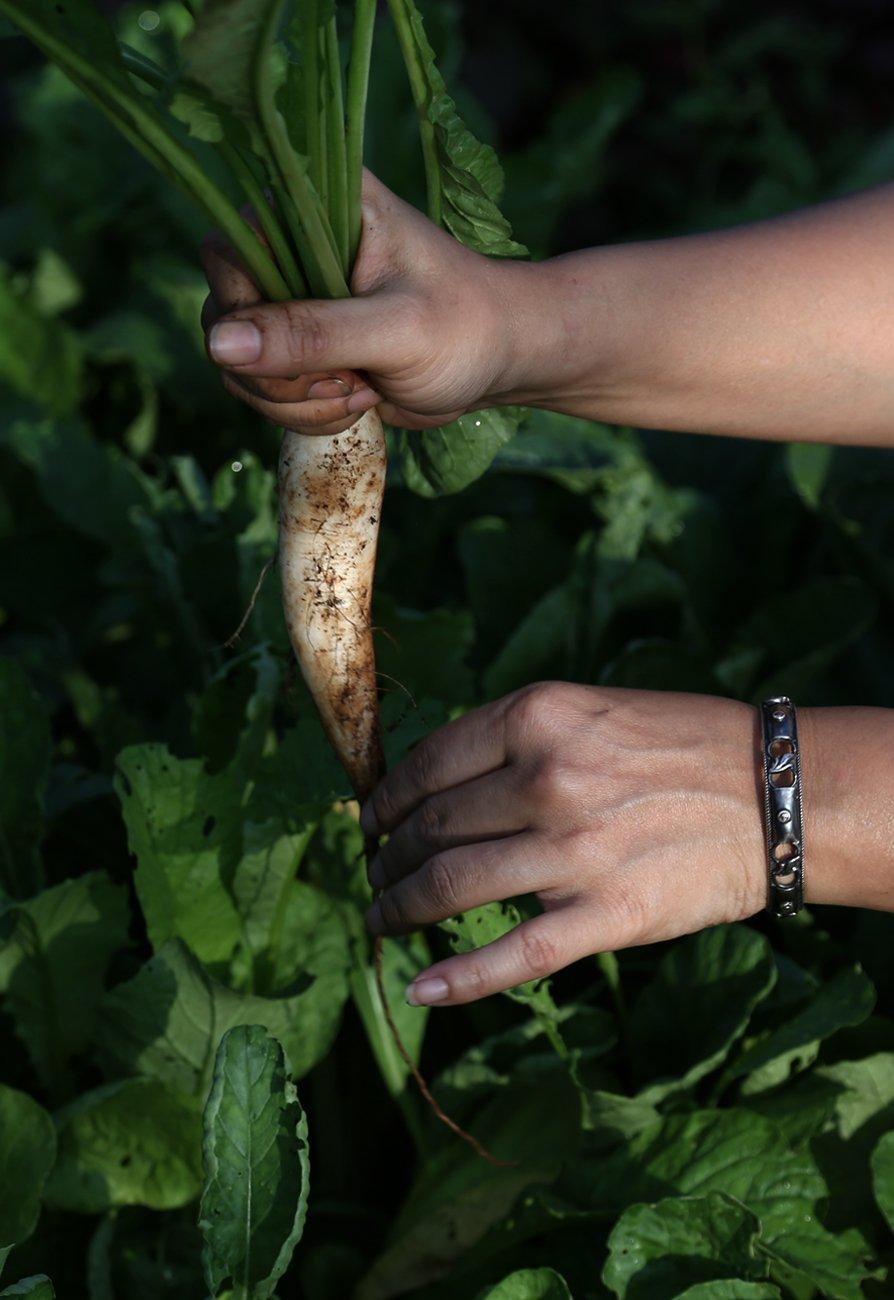 Plucking_894X1300.jpg